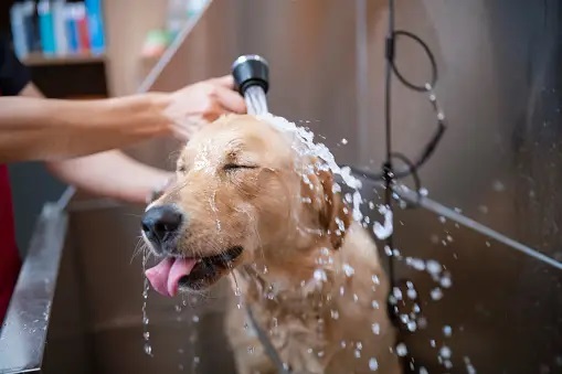 Dog-Grooming-Services-in-Chandigarh-Dog-Baths-Haircut