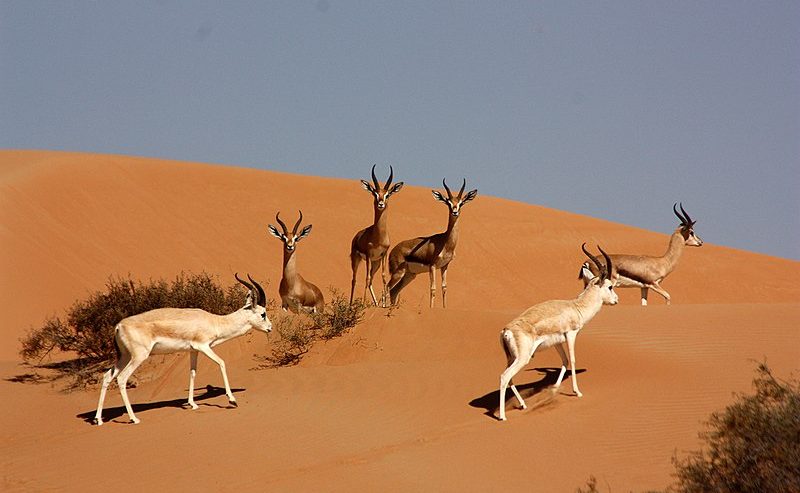 dubai-desert-conservation-reserve