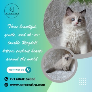 Buy-Ragdoll-Kittens-in-Bangalore_Cat-Exotica_com
