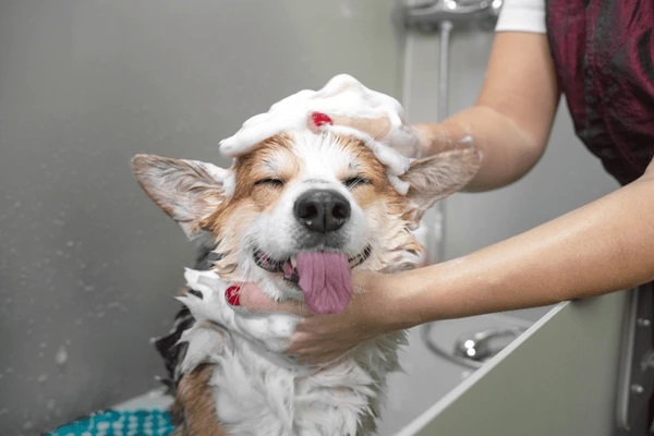 Dog-Grooming-Services-in-Ajmer-Dog-Baths-Haircuts