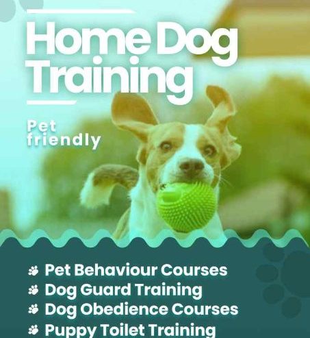 Expert-Puppy-Potty-Training-in-Agra