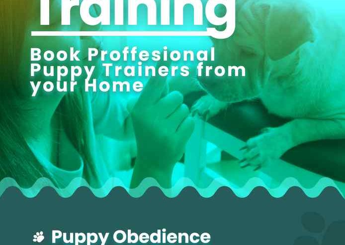 Puppy-Training-at-Home-in-Chennai