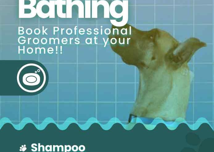 Best-Dog-Grooming-Service-at-Home-in-Delhi