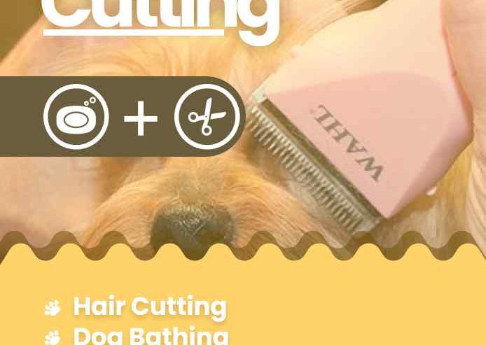 Best-Dog-Grooming-at-Home-in-Delhi